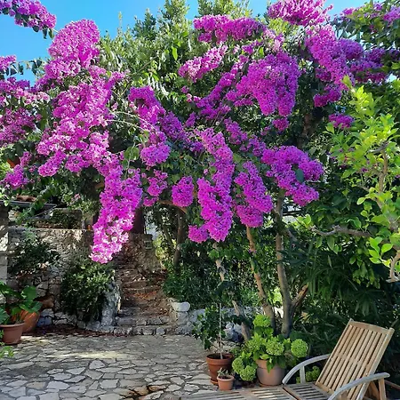 Lavanda דירה